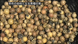 作務衣の茶色の染料となる黒檀の実